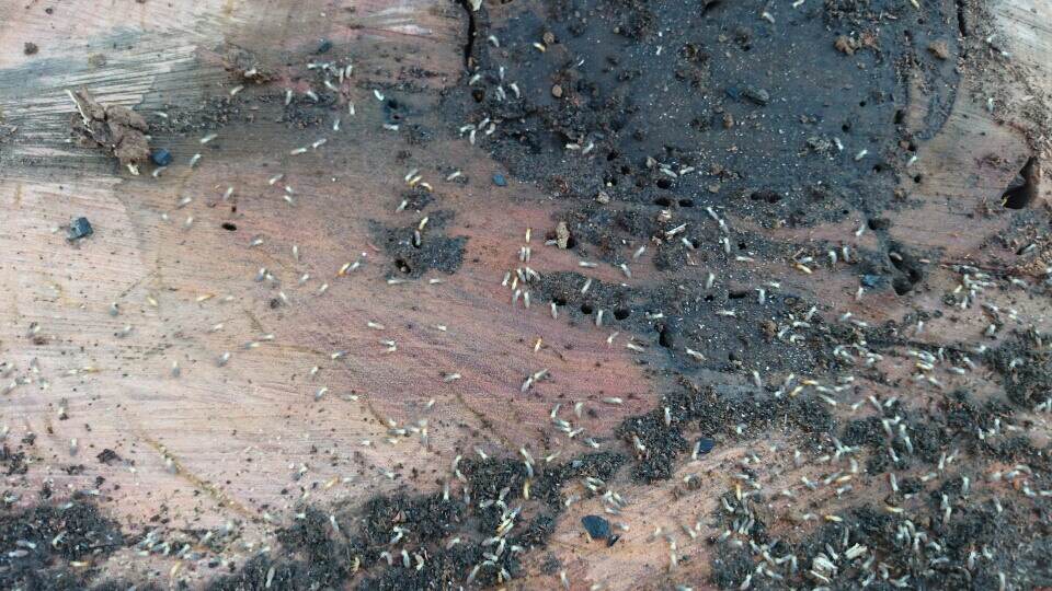 Stump grinding - Gympie Stump Grinding