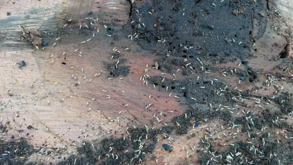 Tree Stumps are the perfect breeding ground for White Ant Colonies - Gympie Stump Grinding