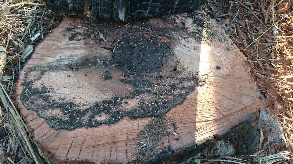 White Ants - Gympie Stump Grinding