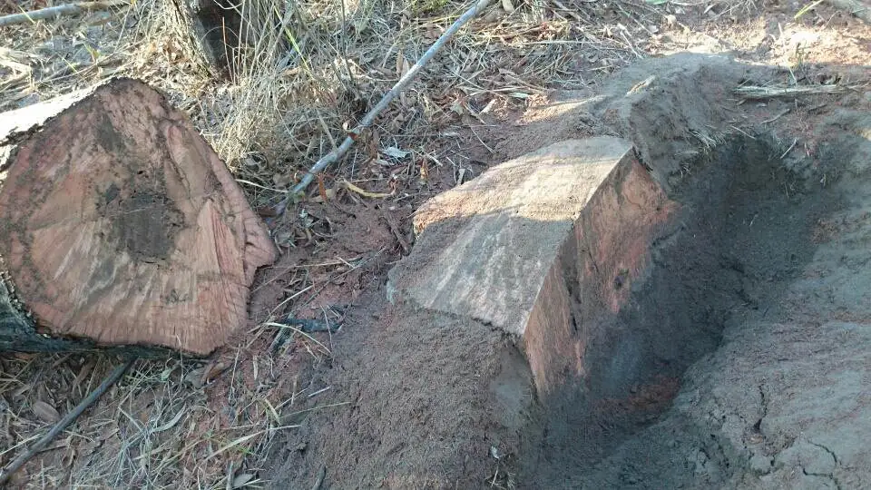 Cross section of White Ant Stump - During Stump Grinding showing the mud shelter tube in the centre of the Stump. - Gympie Stump Grinding