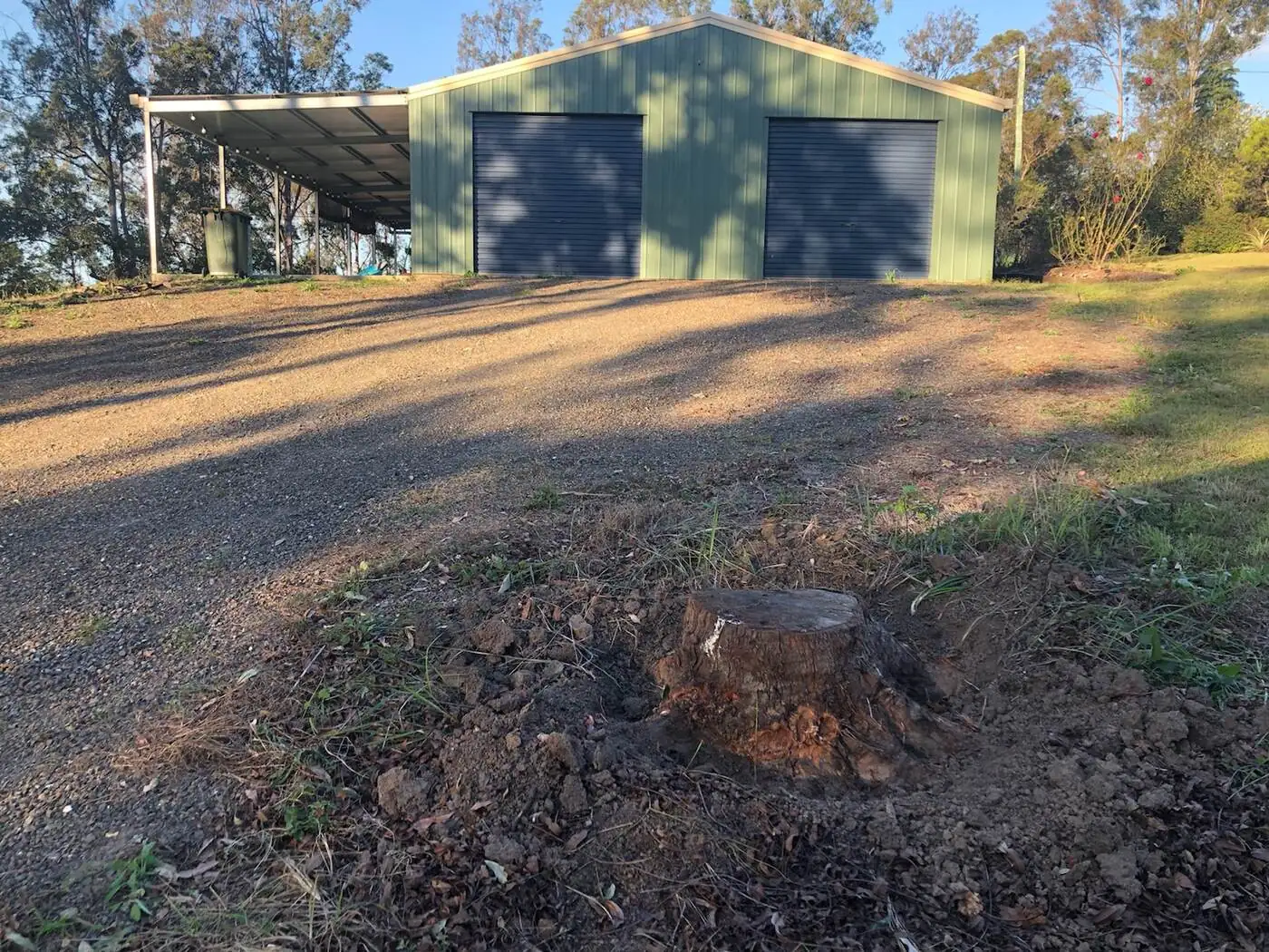 Medium Bloodwood stump – before - Gympie Stump Grinding