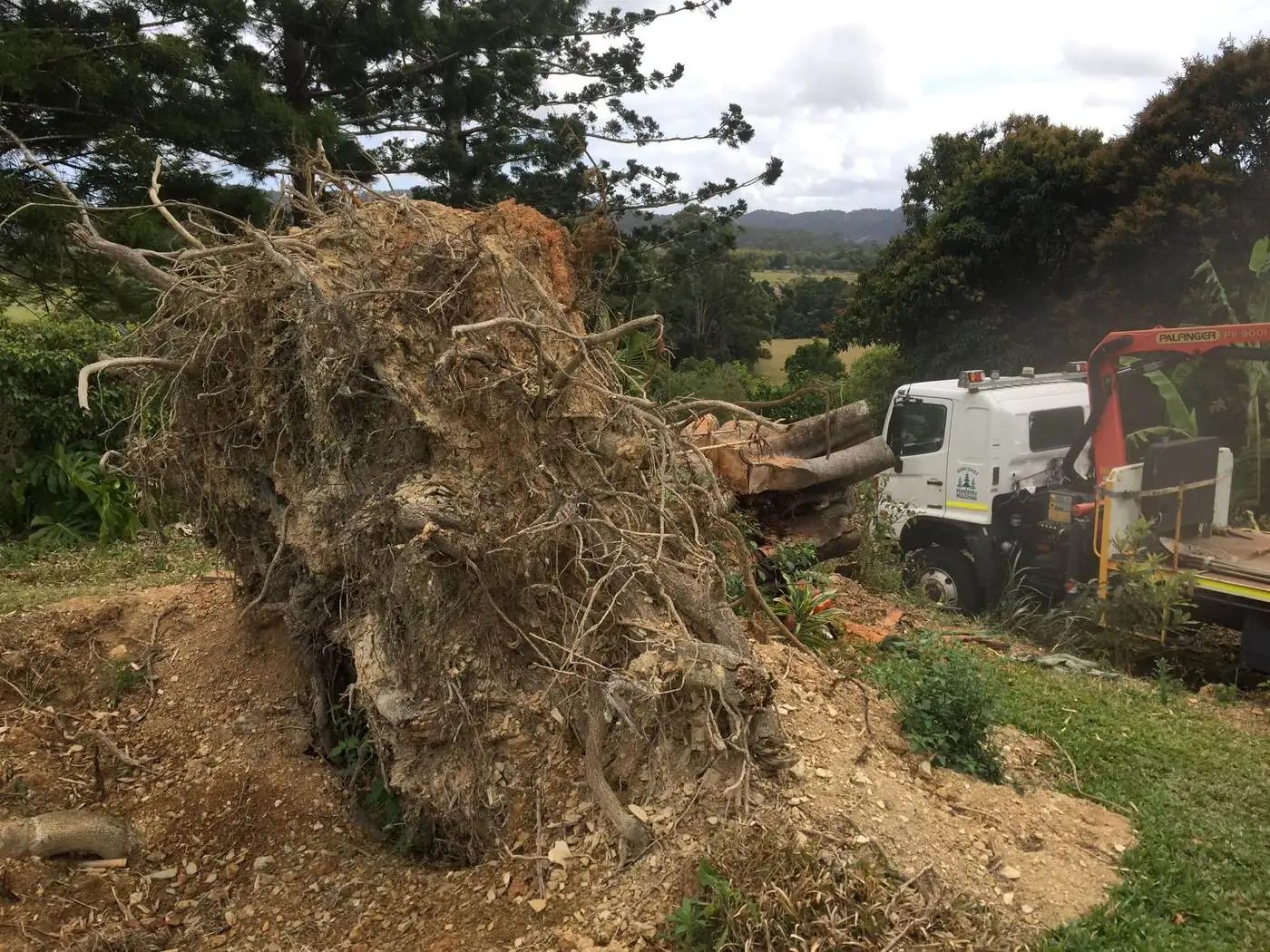 Kin Kin – before - Gympie Stump Grinding