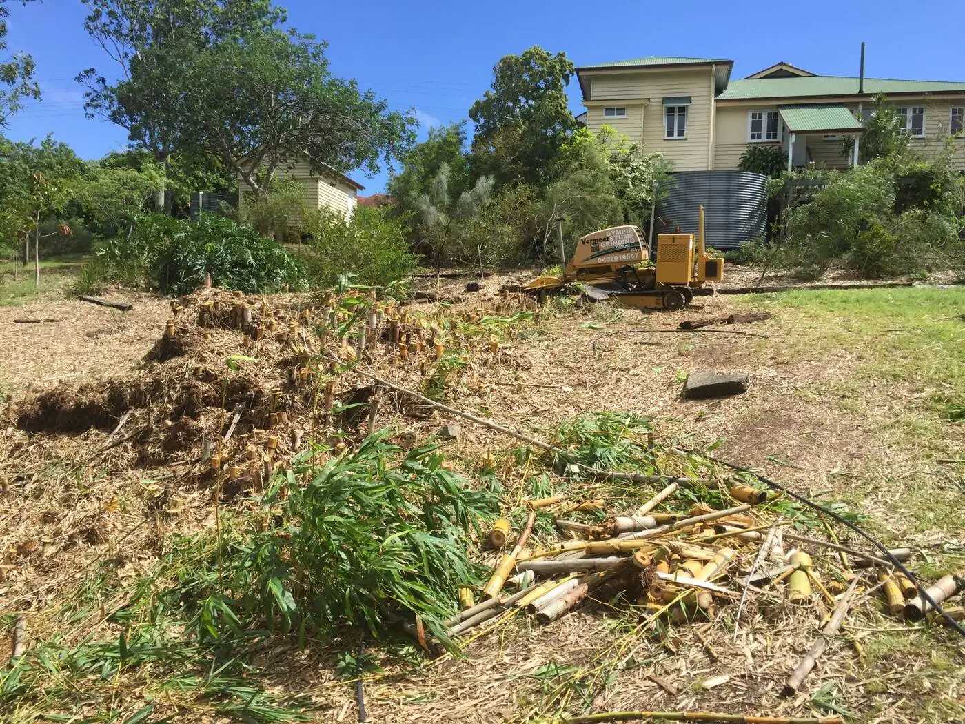 Bamboo stumps – before - Gympie Stump Grinding