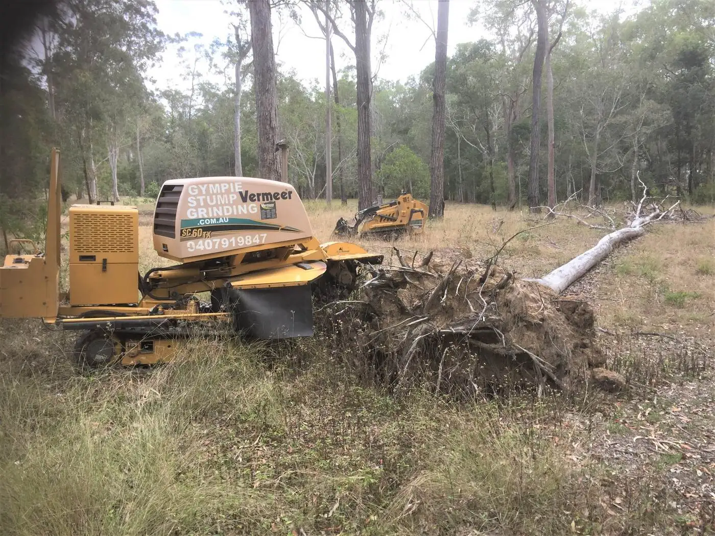 Firewood stump – before - Gympie Stump Grinding