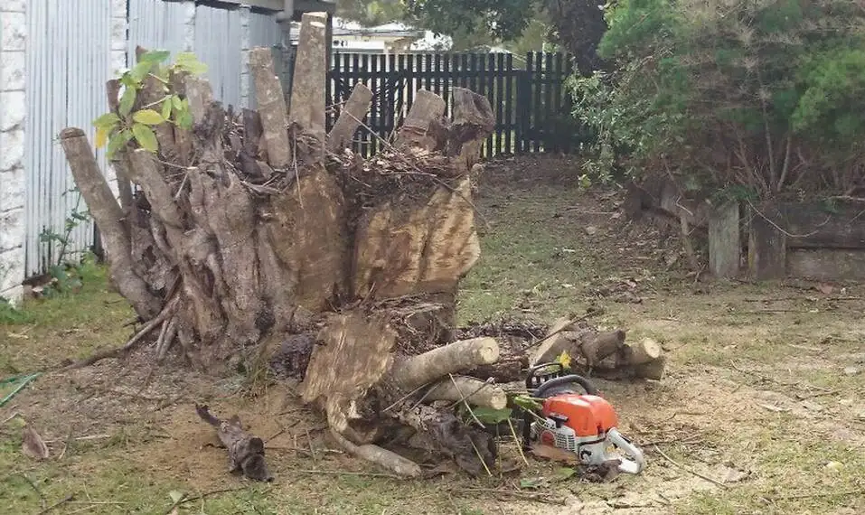Rubber tree stump – before - Gympie Stump Grinding