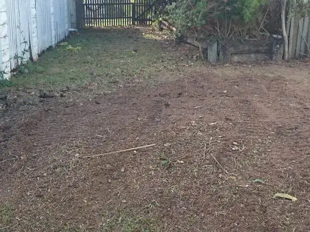 Rubber tree stump – after - Gympie Stump Grinding