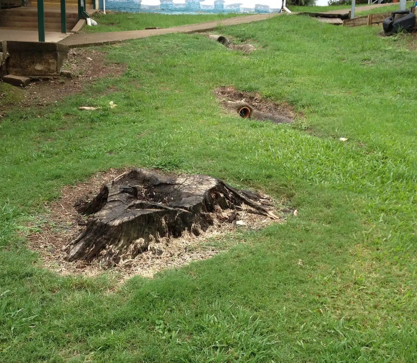 Chatsworth old stump – before - Gympie Stump Grinding