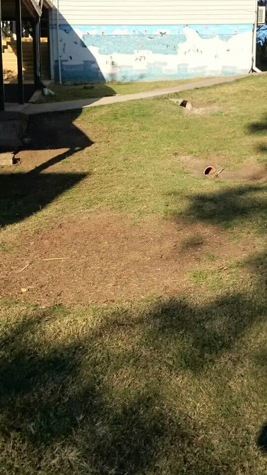 Chatsworth old stump – after - Gympie Stump Grinding