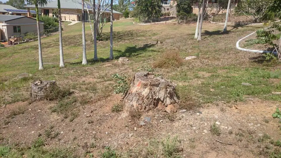 7 Stumps Diagonally – before - Gympie Stump Grinding