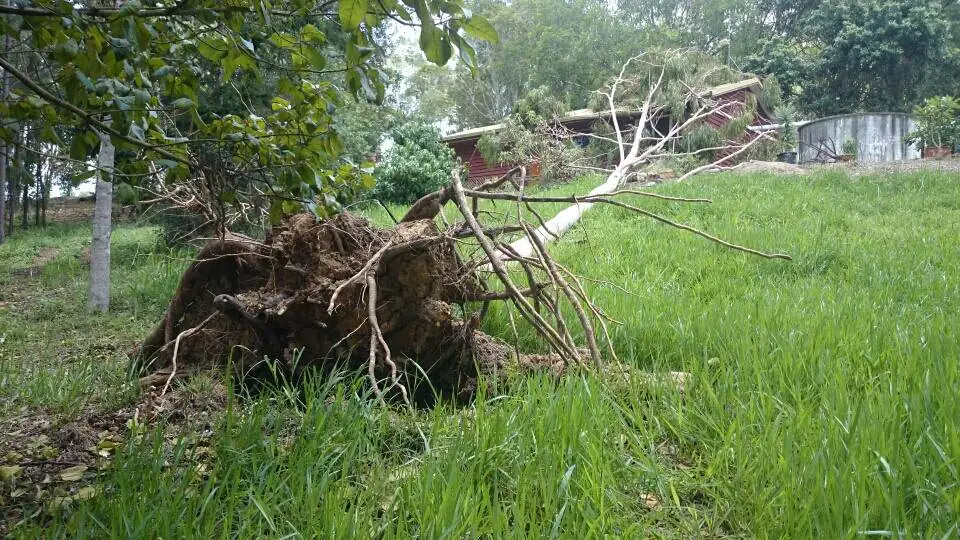Winds blew over this 30 metre Spotted gum uphill onto the house - Gympie Stump Grinding